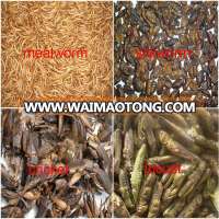 High Protein Feeding Insects Pet Food